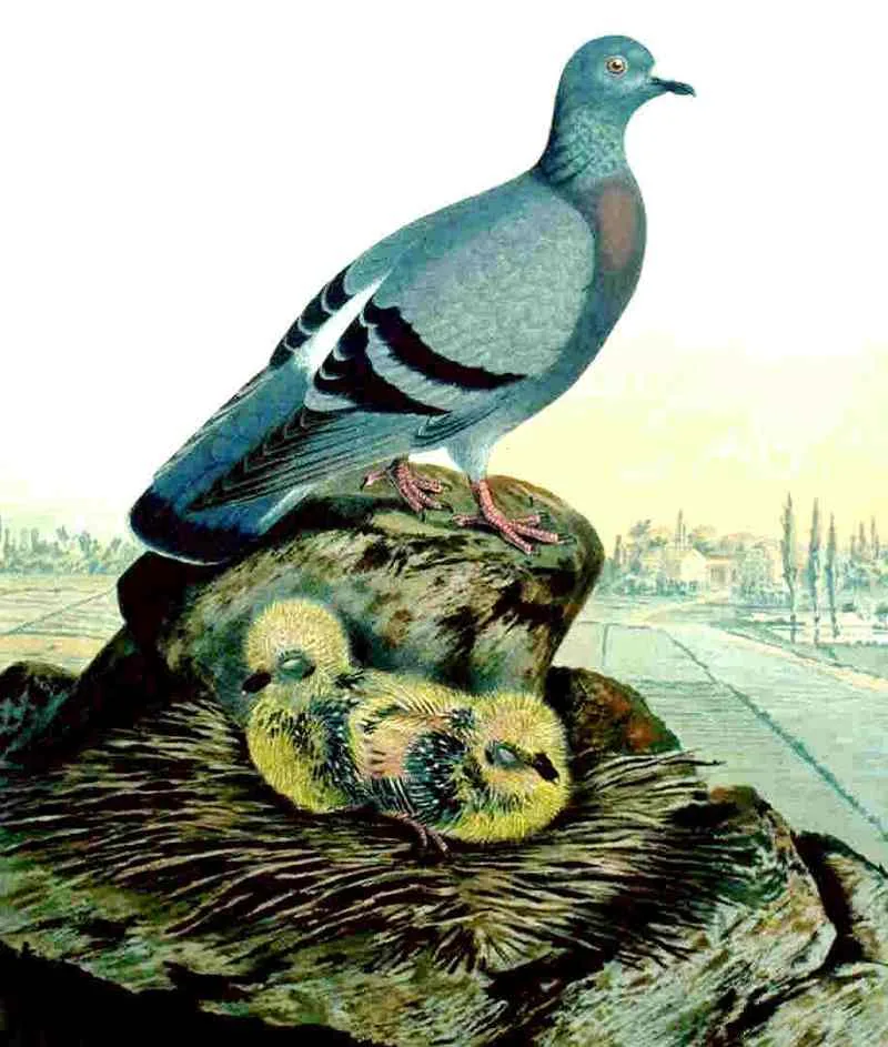 Historische Illustration Straßentaube