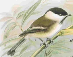 Historische Illustration Sumpfmeise