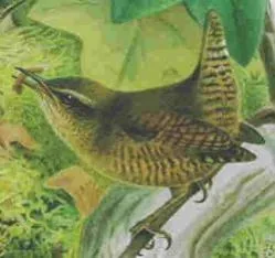 Historische Illustration Zaunkönig