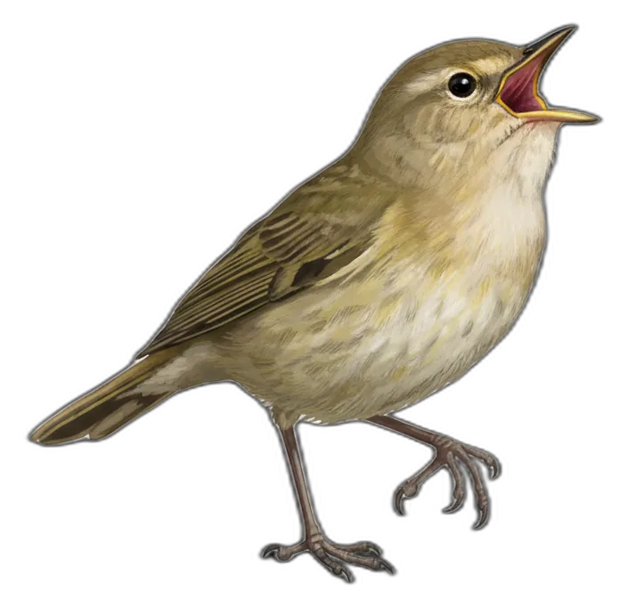 Freisteller-Illustration Zilpzalp
