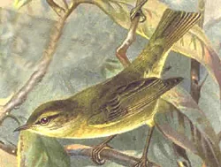 Historische Illustration Zilpzalp