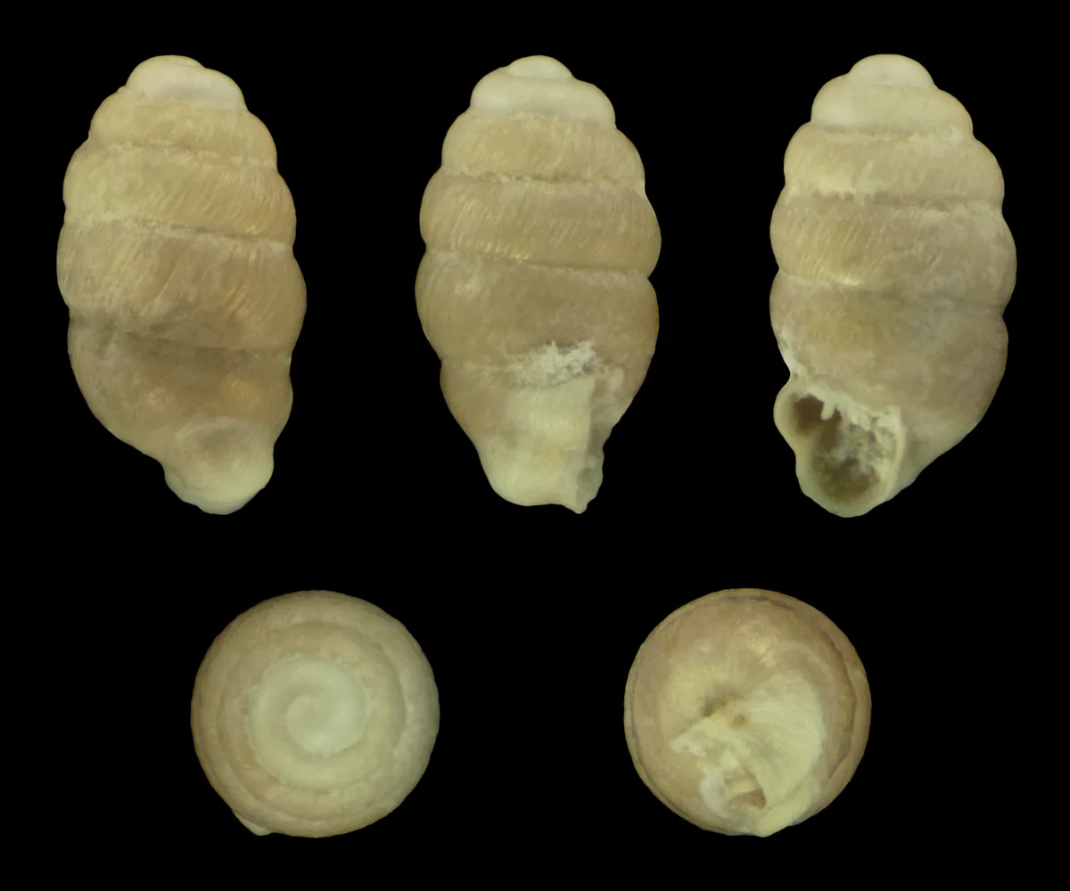 Schmale Windelschnecke (Vertigo angustior), Makroaufnahme einer Gehäuseschale