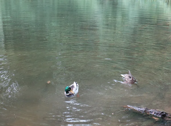 Stockente am Ufer