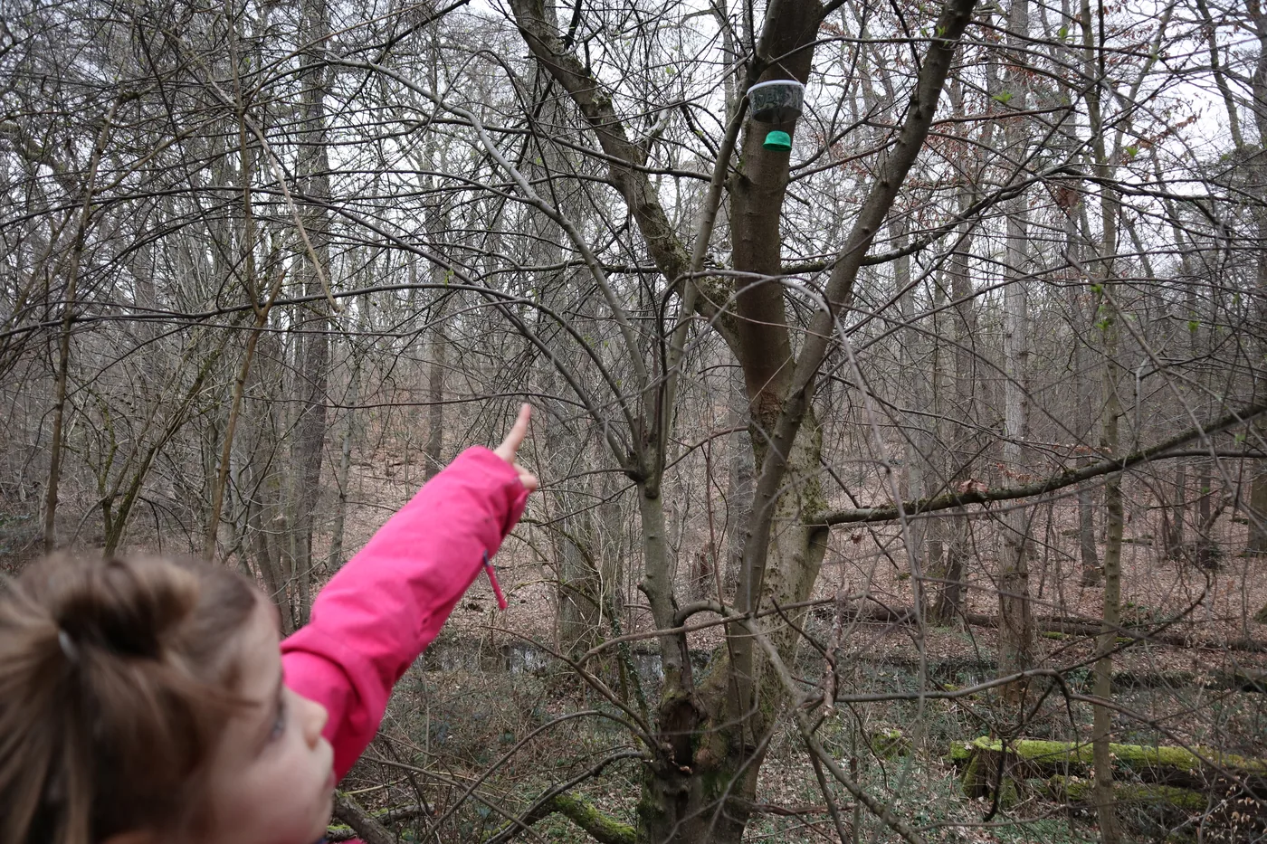 FlyBi-Rekorder an einem Baumstamm befestigt